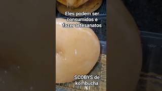 O que fazer Hotel de SCOBY de kombucha [upl. by Monney]