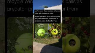 This Is How Wimbledon Tennis Balls Are Recycled Into Safe Havens [upl. by Lyall]