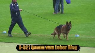 2010 SV BSZS NKGR part 13 Quenn vom Loher Weg HD [upl. by Nilok]