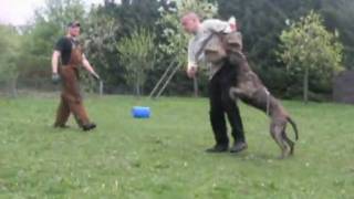 Yacanta de la Arena Arne Pohlmeyer AVD eV Dogo Presa Canario working Schutzhund [upl. by Sapienza]