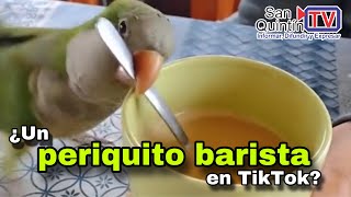 ¡Periquito barista Un ave se vuelve viral [upl. by Rosemarie]