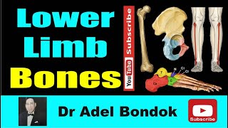 Lower Limb Bones Osteology Dr Adel Bondok Making Anatomy Simple [upl. by Yrellam415]