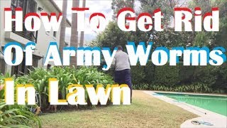 How To Get Rid Of Army Worms In Your Lawn  Army Worm Control Army Worms In Lawn [upl. by Eille]