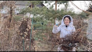 Pruning Clematis in spring [upl. by Yelyak]