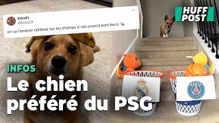 Ligue des champions  Pourquoi ce chien est la coqueluche des supporters du PSG [upl. by Bouzoun]