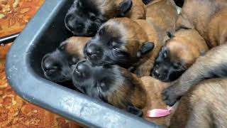 Puppies crying The sound that all dogs love Belgian Malinois [upl. by Addison95]