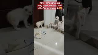 How kittens grow up🥰kitten shortvideo Tina79channel [upl. by Paley]