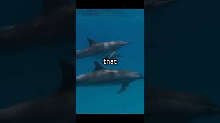 Pelorus jack the guide dolphinshorts viralvideo amazing [upl. by Jermain]