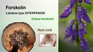 Total biosynthesis of the cyclic AMP booster forskolin from Coleus forskohlii [upl. by Ellirehs]