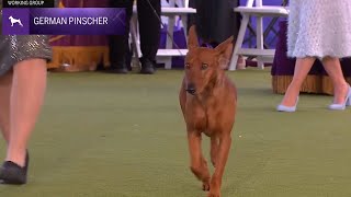 German Pinschers  Breed Judging 2024 [upl. by Aneelad]