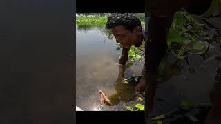 Amazing Eel Catching Video By Hand fishing fishingvideo [upl. by Leerzej]