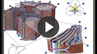 Hepatic Lobule of liver [upl. by Sulecram809]