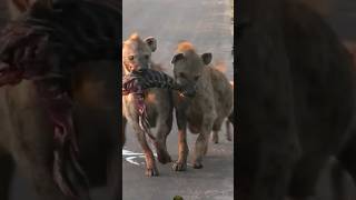 HYENA FIGHTING FOR FOOD🔥🔥🔥shortsfeed shortsvideo viralvideo wildlife animls shorts youtube [upl. by Nickolai62]