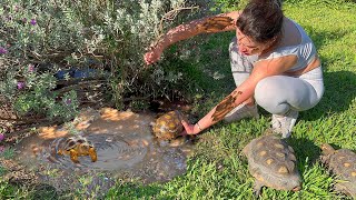 SAVING BABY ANIMALS FROM DROWNING WILL THEY MAKE IT [upl. by Rowe284]