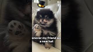 Luka cute cutedog dog puppy viral funny doglover comedy humor happydog [upl. by Brier]