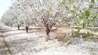 Almond blossoms in Israel Tel AvivJerusalem road  a stunning and spectacular blossoming [upl. by Cattan]