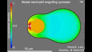 Simulation of the phagocytosis of zymosan by a human neutrophil [upl. by Annodahs]