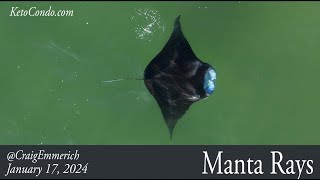 Manta Rays 11624 [upl. by Ander]