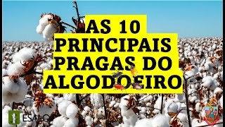 As 10 PRINCIPAIS PRAGAS no ALGODOEIRO [upl. by Berner]