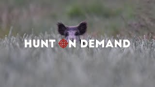 SAUENJÄGER – Sommerjagd auf Sauen im Weizen – Hunt on Demand Trailer [upl. by Notrub316]