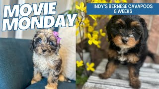 Indys Bernese Cavapoos 8 weeks [upl. by Schouten858]