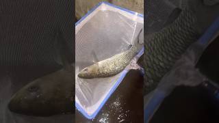 ഒരു മുട്ടൻ പണി കിട്ടി സുഹുത്തുക്കളെ  Fish tank leaking  Fish farming  fishfarming fish viral [upl. by Jarad]