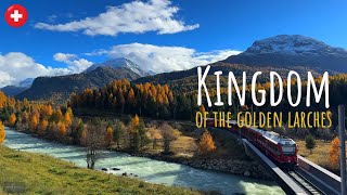 The golden larches of Engadin Switzerland  things you need to see [upl. by Chud653]