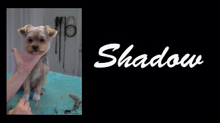 Dog Grooming Yorkshire Terrier Shadow [upl. by Noraha]