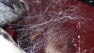 DIY special effects COBWEBS from repurposed Styrofoam DIY Realistic Spider Web Throwing [upl. by Ahsikin750]