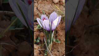 More than 150000 crocus flowers are essential to produce one kilogram of Saffron Flower Nature [upl. by Nnanaej]