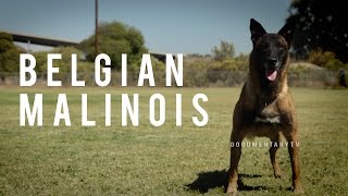 BELGIAN MALINOIS THE SHEPHERD WITH A PIT BULLS SPIRIT [upl. by Kall]