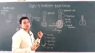 Development of Didcot Embryo in Angiosperms [upl. by Aivon]