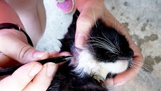 CAT INFESTED WITH BOTFLY LARVA REMOVAL 😬 [upl. by Avirt59]