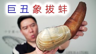 试吃奇丑无比的象拔蚌，刺身极品，好吃到根本停不下来！【小文哥吃吃吃】 [upl. by Gladine]