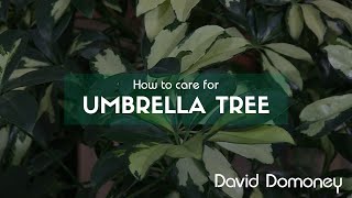 How to care for Schefflera arboricola Umbrella tree [upl. by Ahsital]