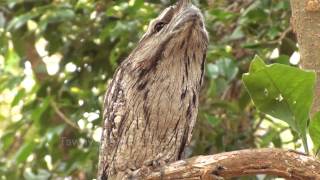 Tawny Frogmouth Camouflage Technique [upl. by Alicec824]