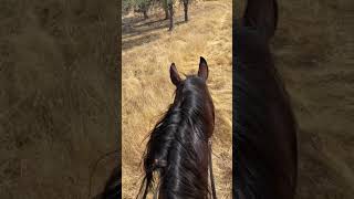 Dillon’s second solo trail ride went very well [upl. by Burkley154]