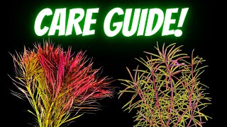 Pogostemon Stellatus Care Guide Propagation and Everything You Need To Know  Hight Tech Plant [upl. by Bennet]