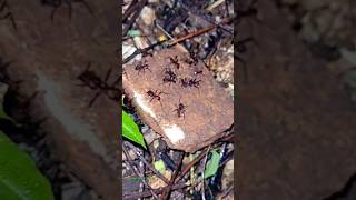 Leaf Cutter Ants In Yukatan🐜🐜 [upl. by Adali969]