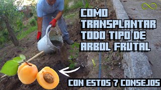 CÓMO TRASPLANTAR CON ESTE METODO UN ARBOL  albaricoque chabacano apricot damasco apricot fypシ [upl. by Ddal]