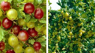 How to Grow Gooseberries Easy Fruit Planting Guide [upl. by Ginder744]