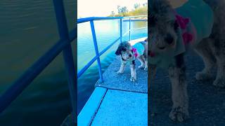 She got loose puppy lake viralvideo funny shorts mi01 [upl. by Almallah]