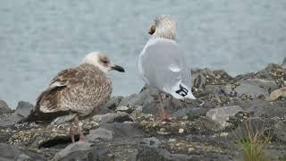 Herring Gull Larus argentatus Zilvermeeuw Brouwersdam ZH the Netherlands 12 Oct 2024 62 [upl. by Berey]