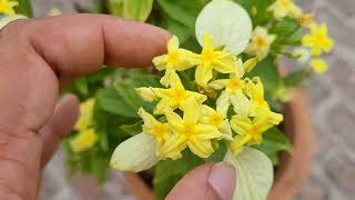 जड़ों की गज़ब की ग्रोथ का सीक्रेट जानलो सालों साल फूलों से भरा रहेगा  Mussaenda plant care [upl. by Jedlicka]