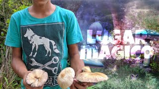 Achei um lugar mágico  procurando cogumelos  psilocybe cubensis [upl. by Ibbor]