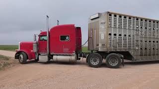 Loading in Dimmitt Tx [upl. by Stamata]