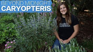 Spotlight Beyond Midnight Caryopteris [upl. by Cliff]