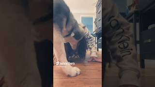 😱 Look What My Husky Puppy Dog Did ‼️😩 husky puppy dog [upl. by Cissej893]