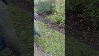 Hanley Park UK shorts nature music zoo [upl. by Zaob]