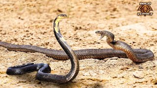 Black Mamba vs Inland Taipan  Clash of Venomous Legends [upl. by Morena]